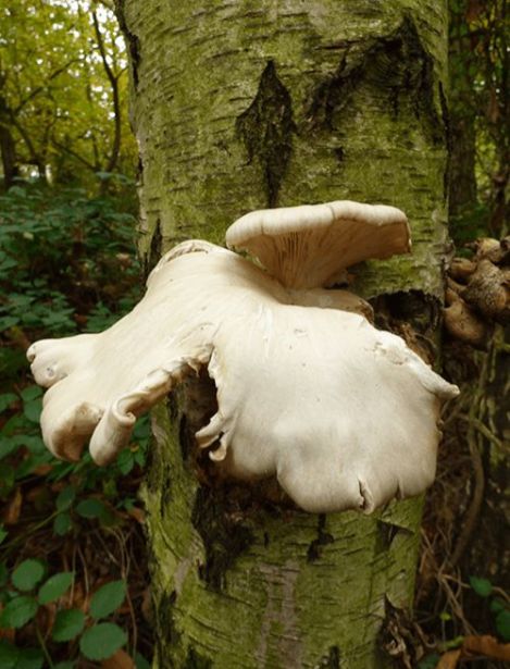 A bleached fruit body on birch in Hockley, UK.